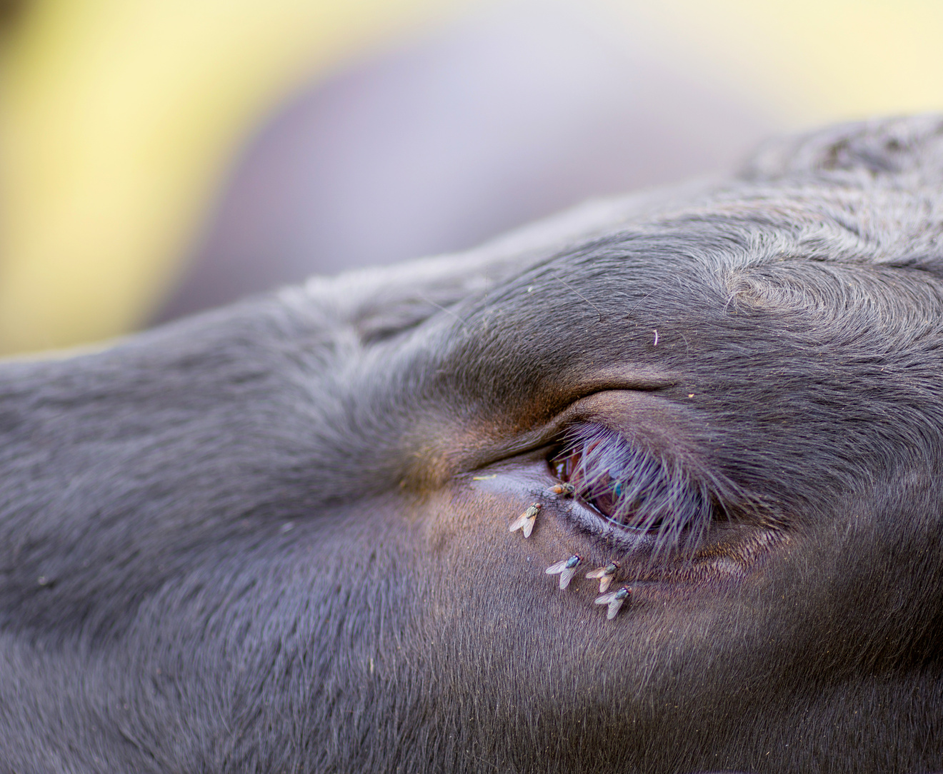 Flies drinking from a cows tear ducts